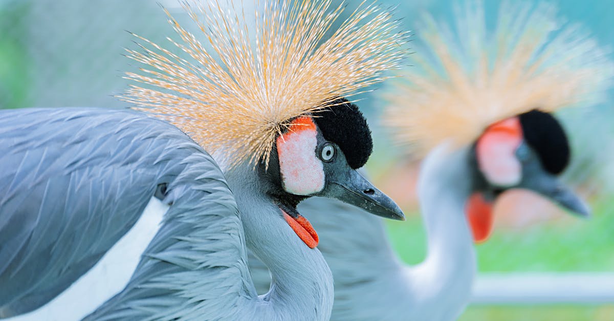 Alivie los espasmos del cuello con los consejos calmantes de Pulse Align