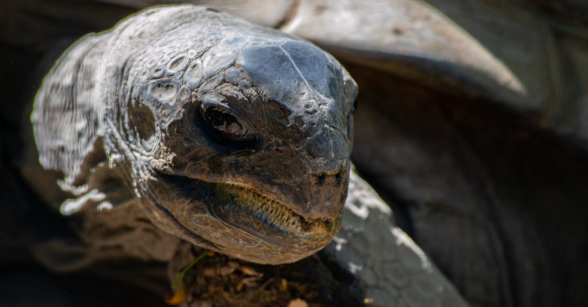 Postura y dolor de cuello: 3 maneras en que Pulse Align fomenta la longevidad