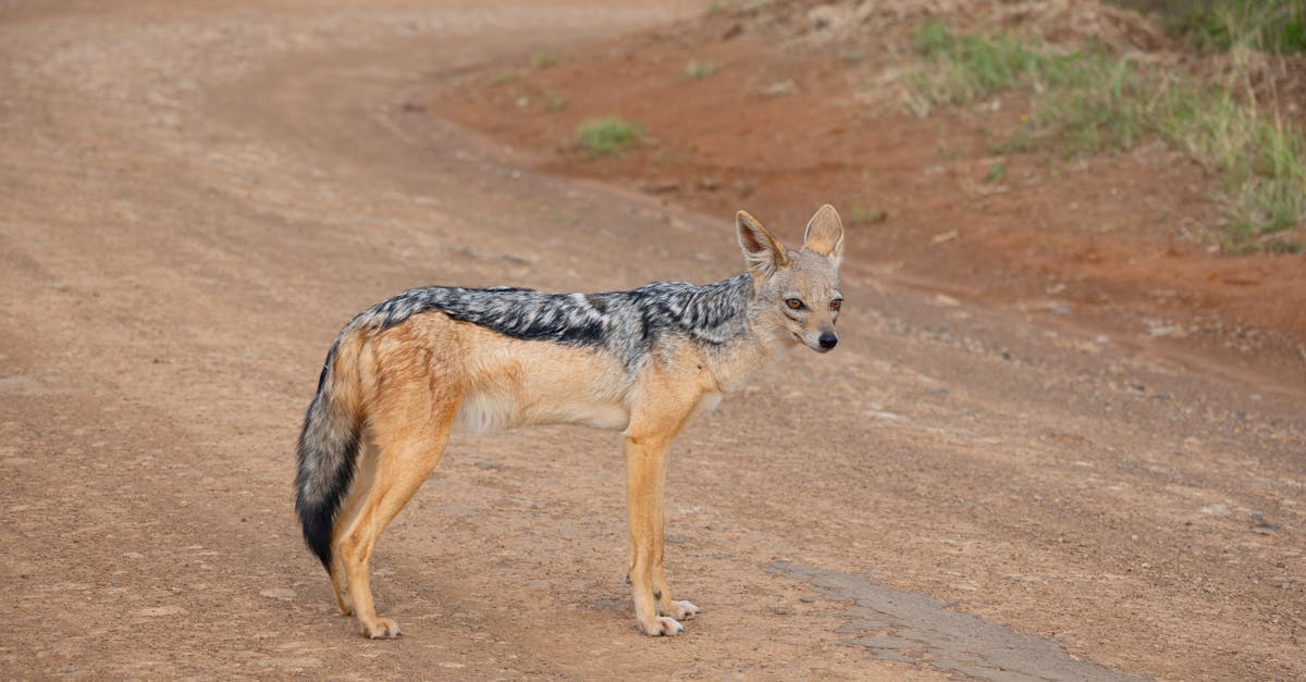discover effective techniques and exercises to strengthen and relieve tension in your upper back. enhance your posture and overall well-being with our comprehensive guide.