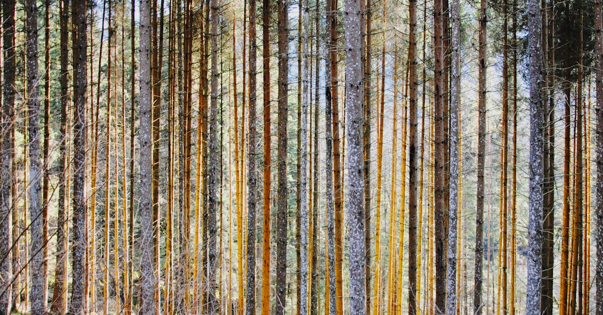 Labyrinthitis or Just Dizzy Days? Discover Pulse Align’s Grounding Influence 2 learn about labyrinthitis, an inner ear disorder causing dizziness, vertigo, and balance issues. discover symptoms, causes, treatment options, and tips for managing this condition effectively.