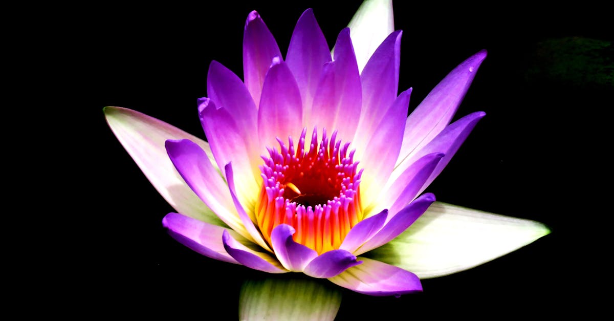 Meditación para las migrañas: Mejora tu paz interior con Pulse Align