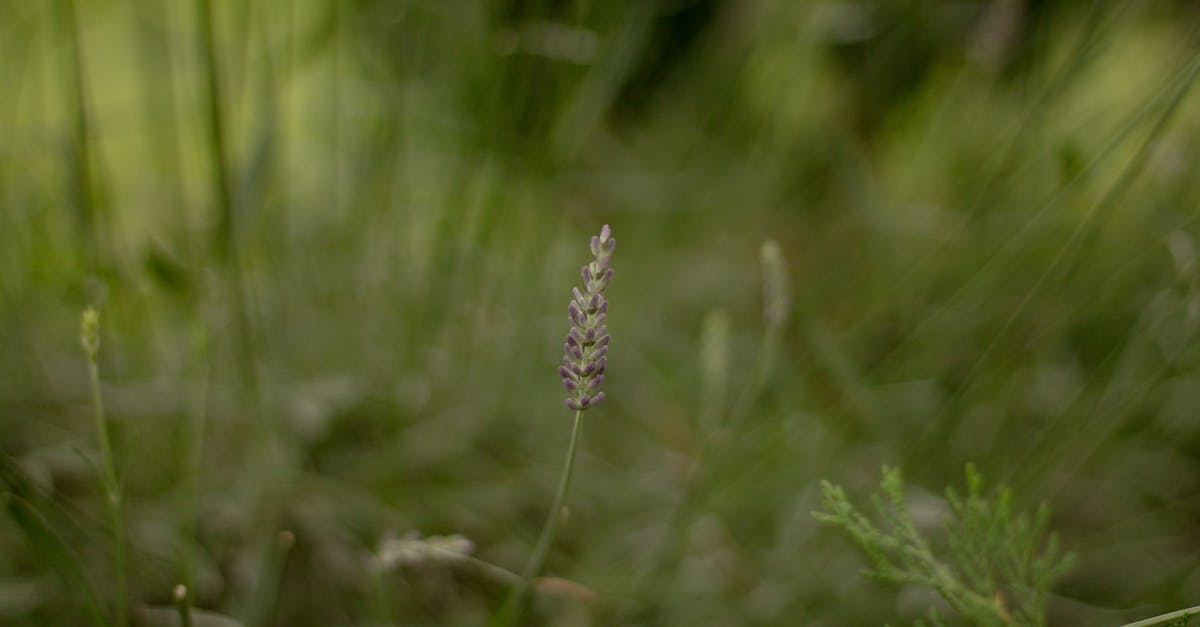 discover effective calm-inducing techniques to reduce stress, improve relaxation, and enhance your well-being. find out how to bring more peace into your daily life.