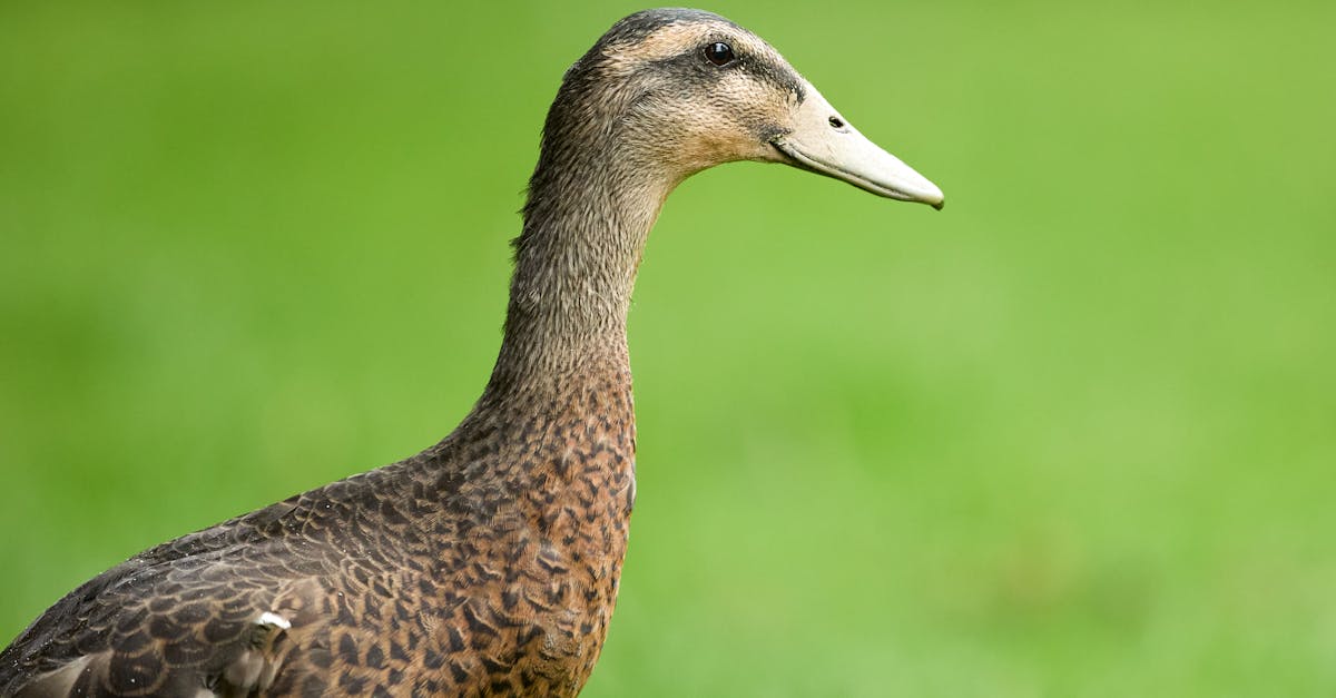 5 solutions rapides pour le syndrome du cou textuel, soutenues par Pulse Align 4 5 solutions rapides pour le syndrome du cou textuel, soutenues par Pulse Align